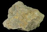Pennsylvanian Fossil Brachiopod Plate - Kentucky #138907-2